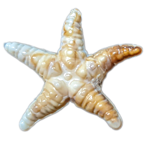 Shell star2